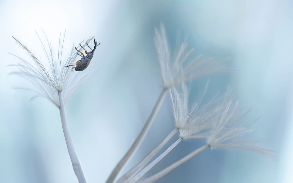 Beetle on Dandelion Seed by Thierry Dufour — canvas wall art