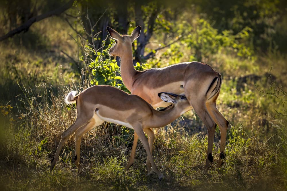 Nursing Impala Fawn by Raymond Ren Rong Liu — canvas wall art
