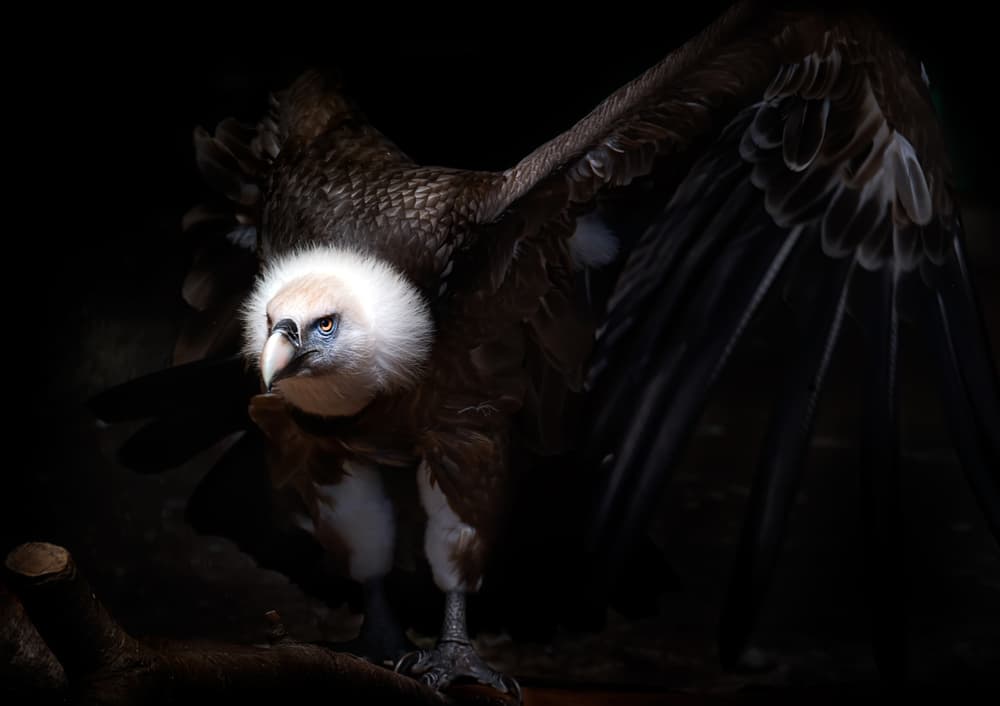 Powerful Griffon Vulture by Santiago Pascual Buye — canvas wall art