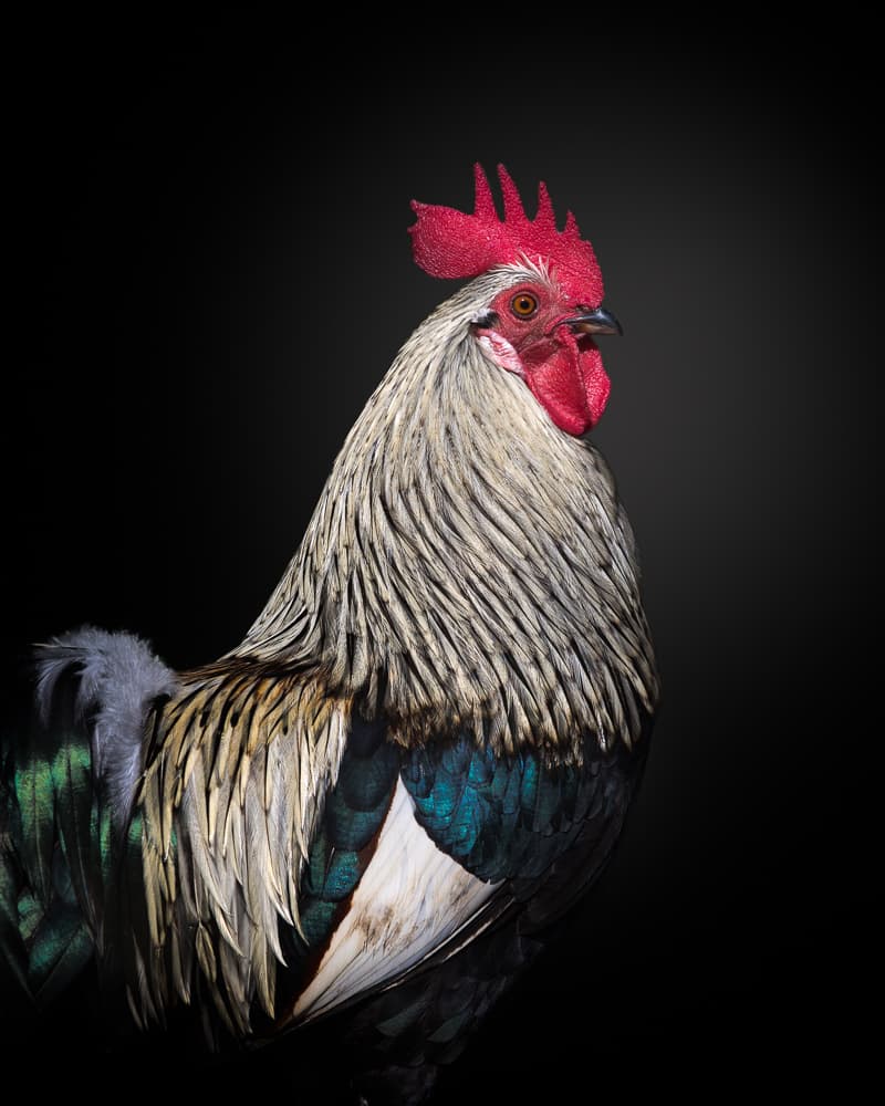 Majestic Rooster Portrait by fegari — canvas wall art