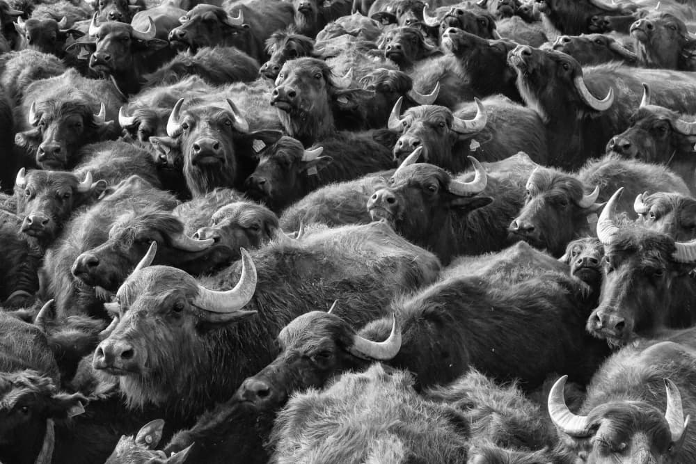 Massive Buffalo Herd by Zühdü Bilgin — canvas wall art