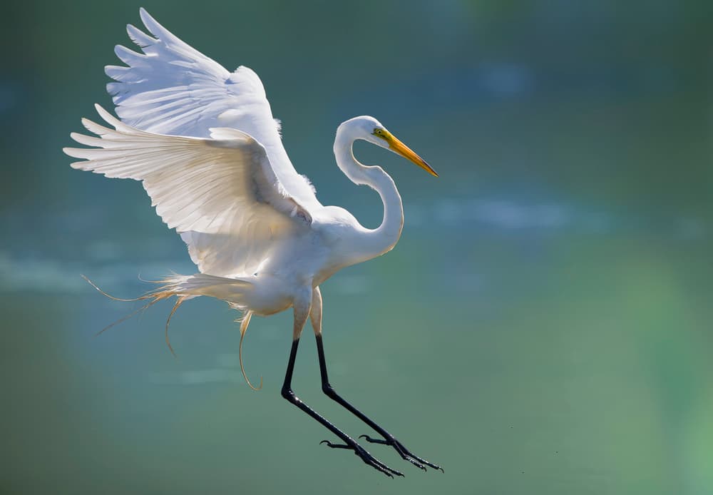 Graceful Egret Flight by Mountain Cloud — canvas wall art