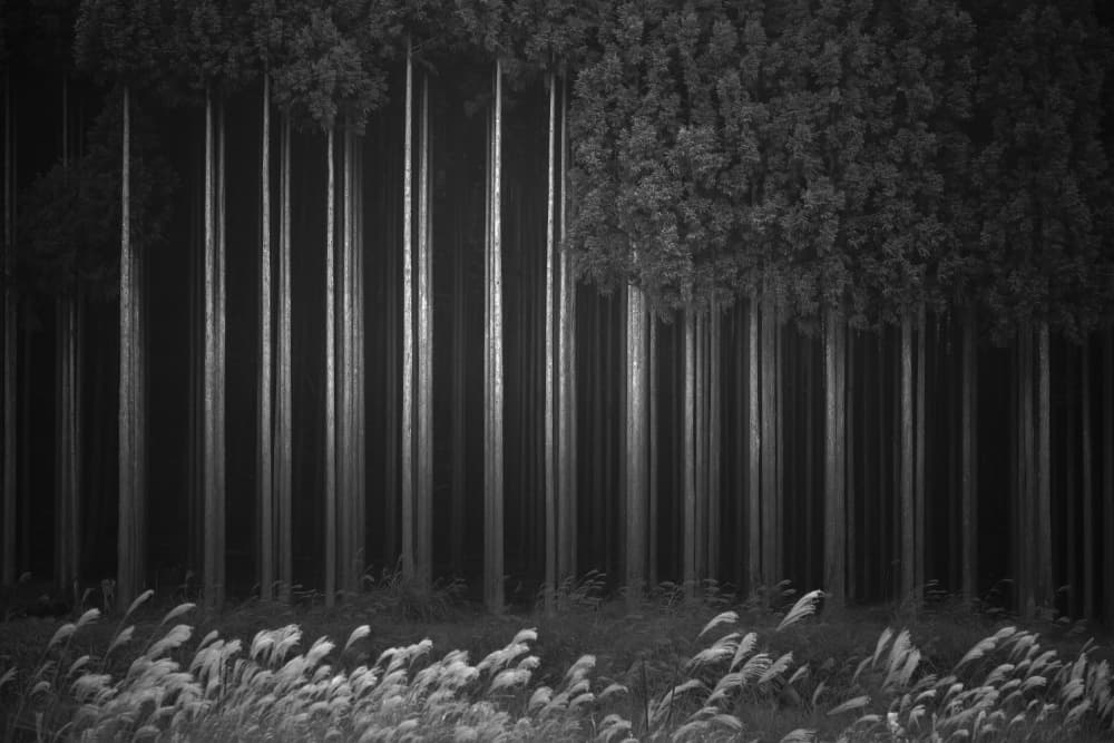 Serene Forest Light by Tsuneya Fujii — canvas wall art