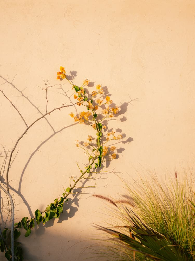 Yellow on Yellow by Raisa Zwart — canvas wall art