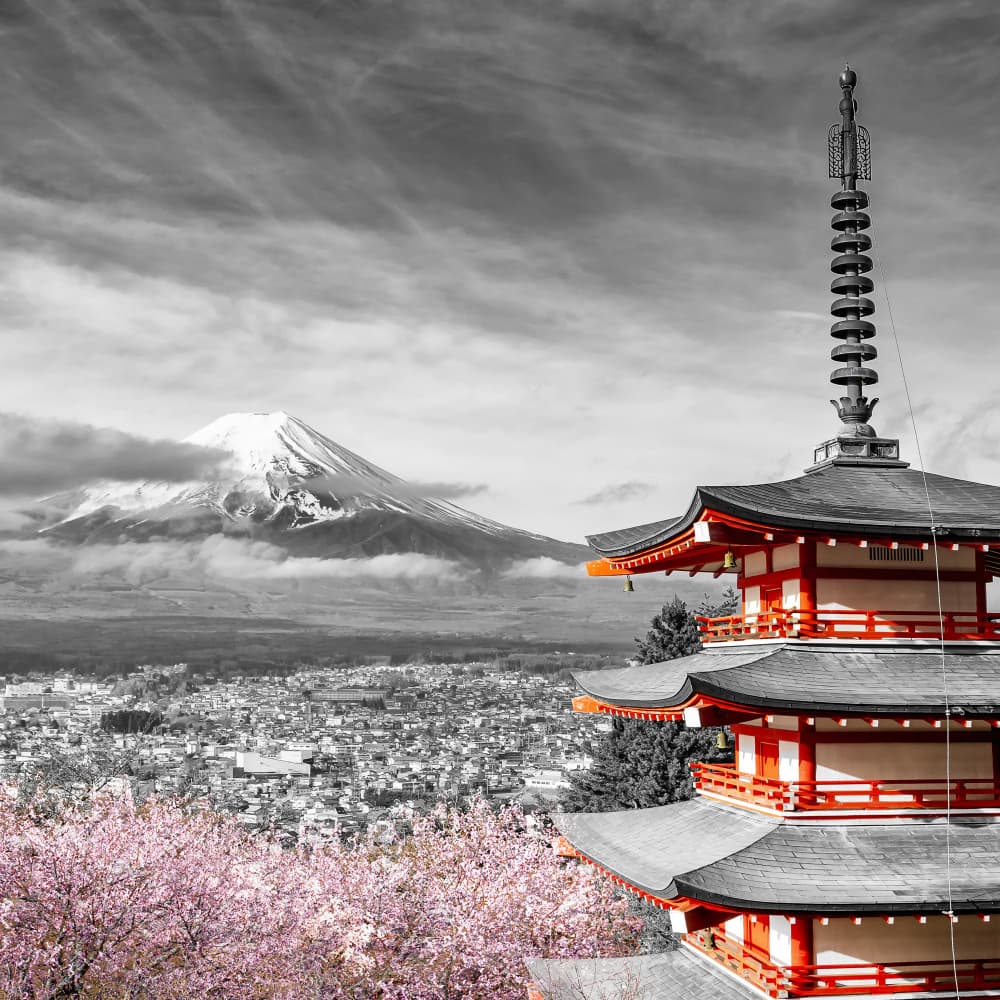 Mount Fuji Pagoda Blossoms by Melanie Viola — canvas wall art