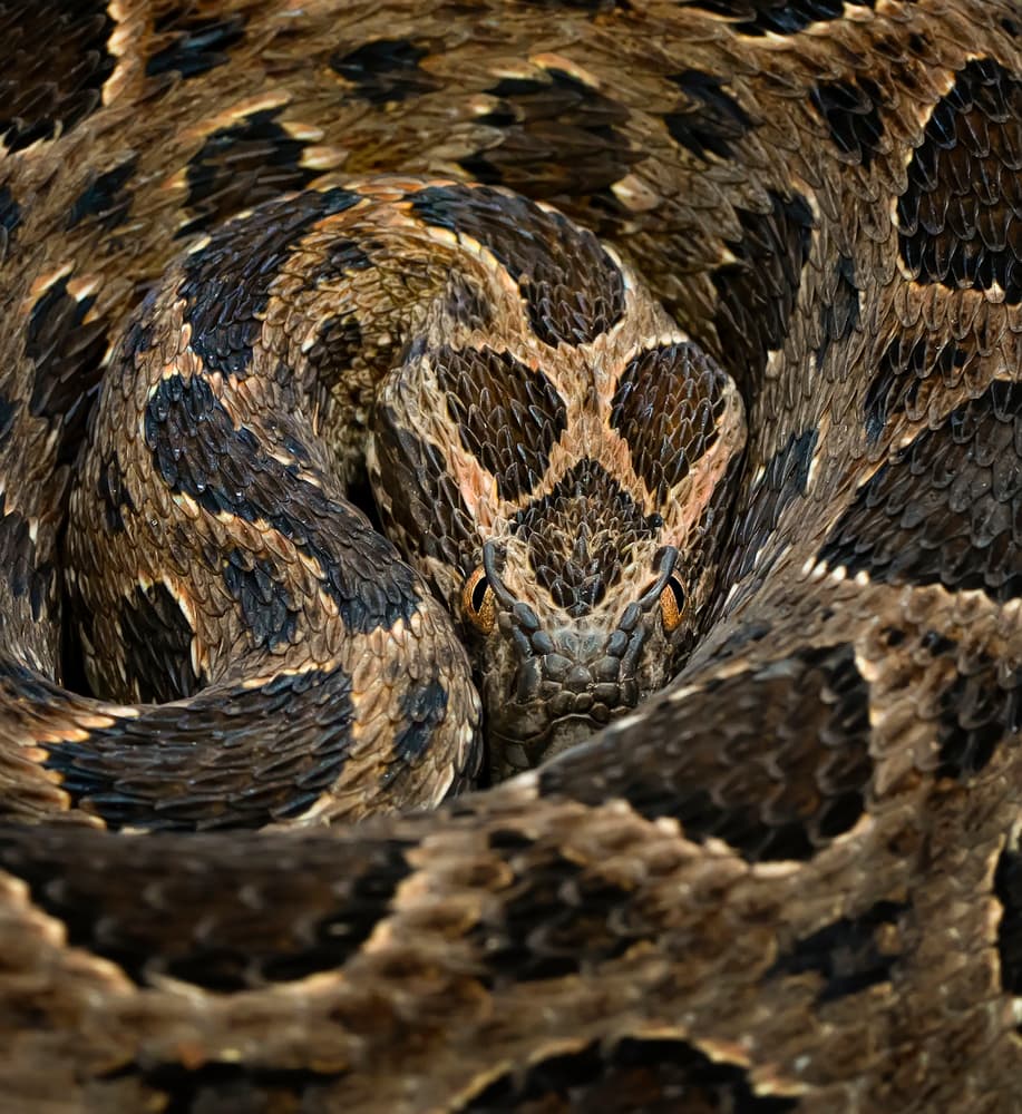 Coiled Viper Gaze by Tantoyensen — canvas wall art
