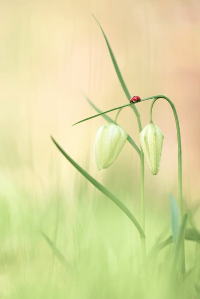 Serene Ladybug Blooms by Daan de Vos — canvas wall art