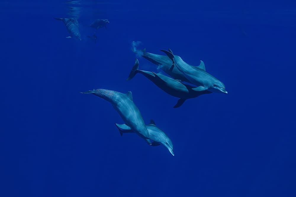 Underwater Dolphin Pod by Serge Melesan — canvas wall art