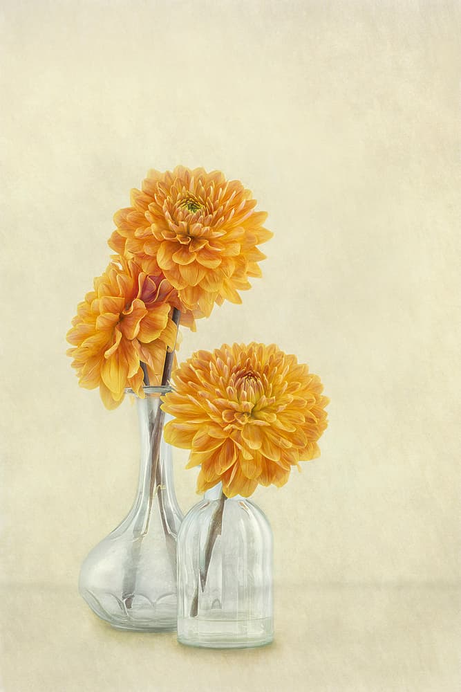 Soft Orange Dahlias by Gaille Gray — canvas wall art