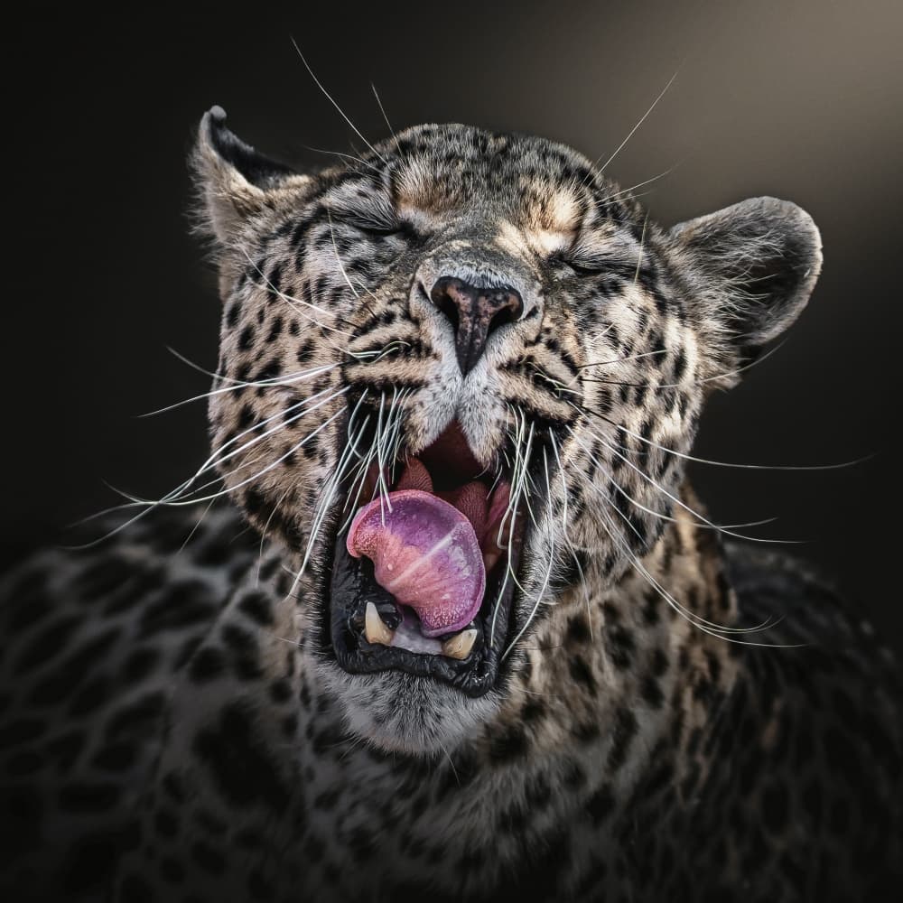 Majestic Leopard Yawning by Nichole Chen — canvas wall art