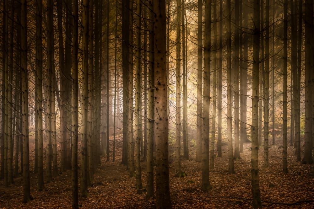 Misty Forest Light by KajaG — canvas wall art