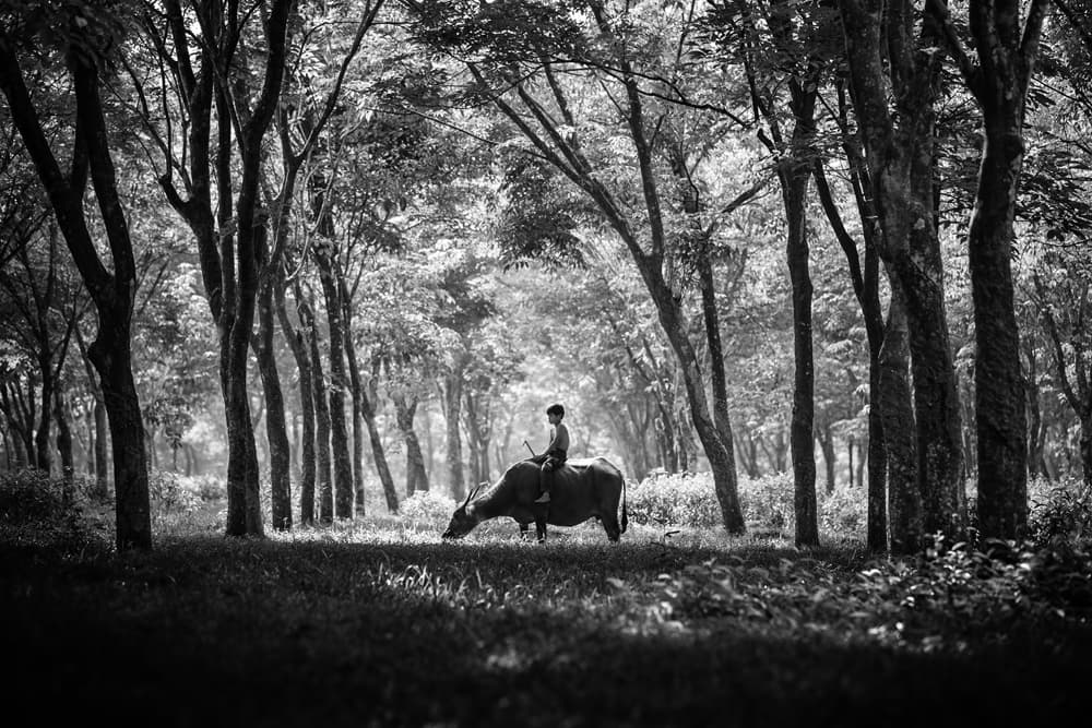 Boy on Buffalo Forest by Gunarto Song — canvas wall art