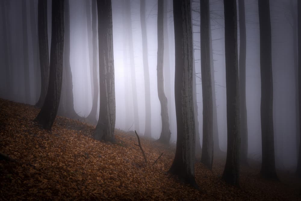 Misty Forest Path by Tom Pavlasek — canvas wall art