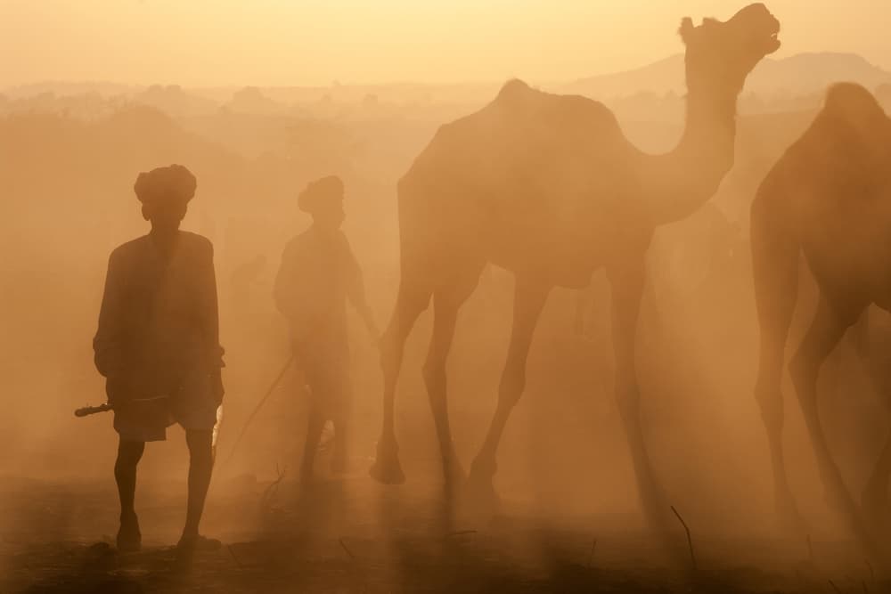 Camels In Golden Dust by Pavol Stranak — canvas wall art