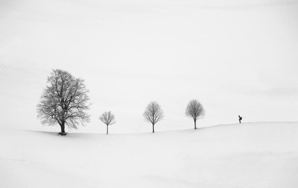 Winter Trees Wanderer by Peter Svoboda MQEP — canvas wall art