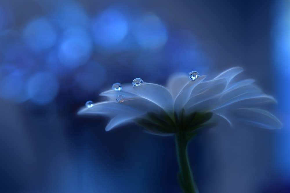 Blue Flower Dewdrops by Juliana Nan — canvas wall art