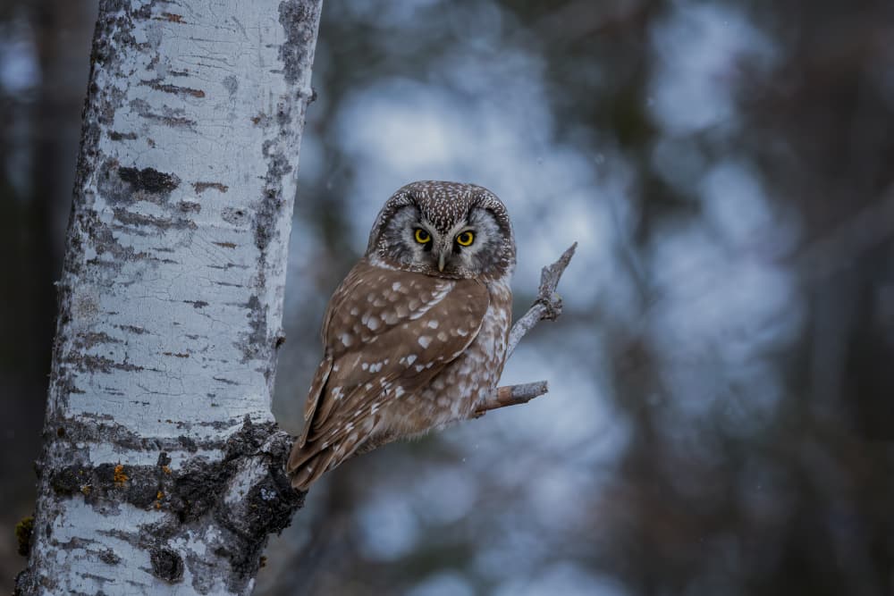Watchful Forest Owl by Max Wang — canvas wall art
