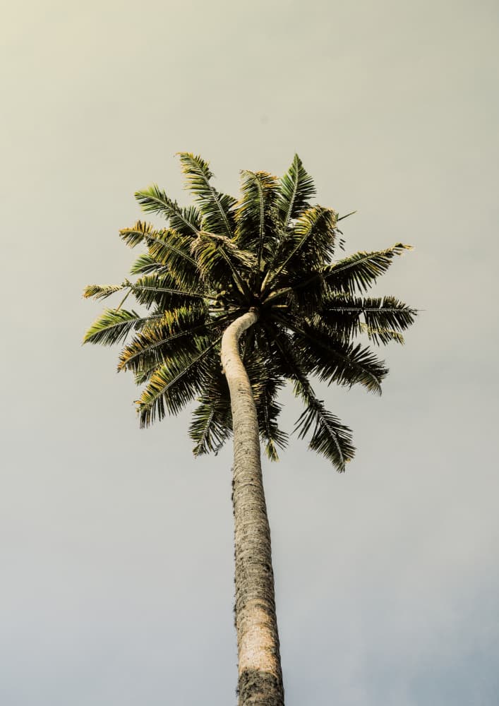 Towering Palm Bliss by Shot by Clint — canvas wall art