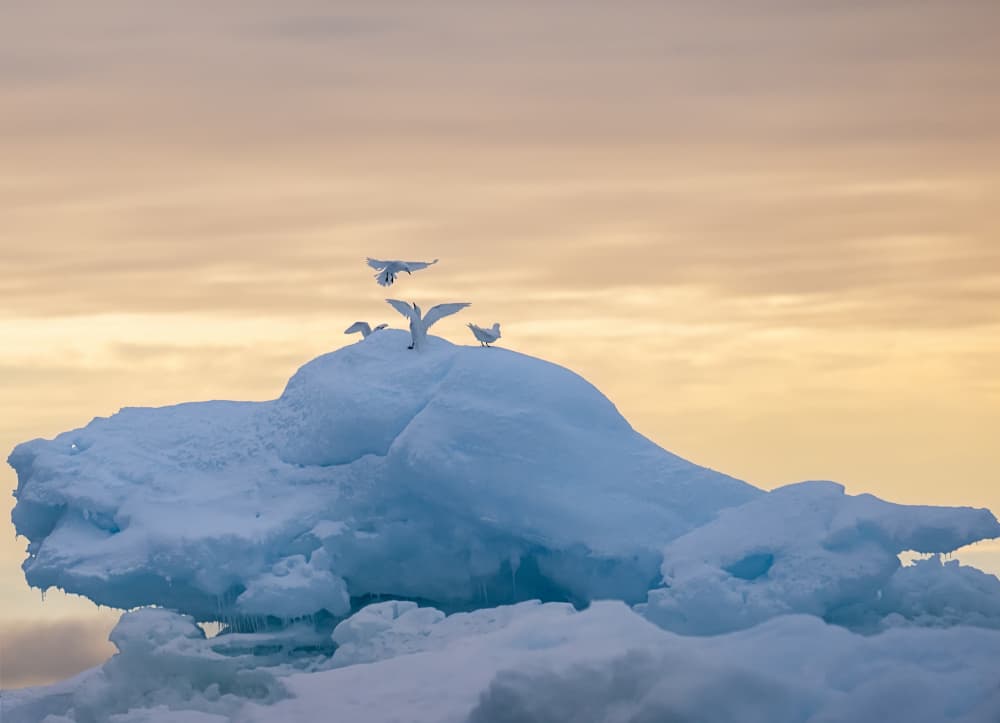 Arctic Birds Dawn by Siyu_Wei APA — canvas wall art