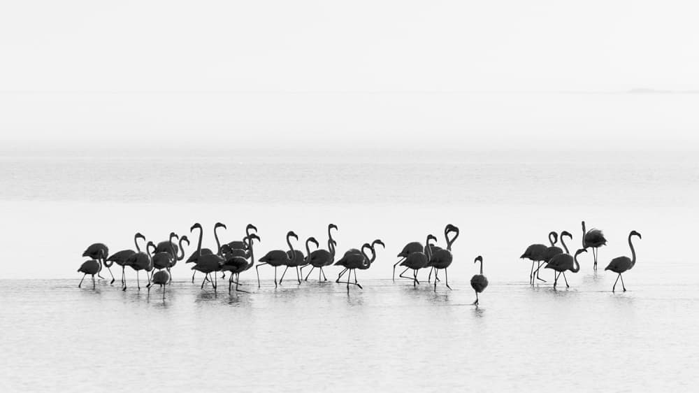 Graceful Flamingos Wading by Joan Gil Raga — canvas wall art