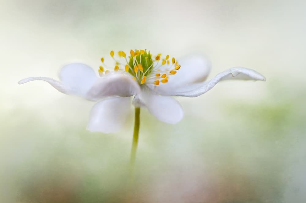 Nemorosa* by Mandy Disher — canvas wall art