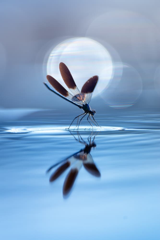 Tranquil Dragonfly Reflection by Sebastien Blomme — canvas wall art