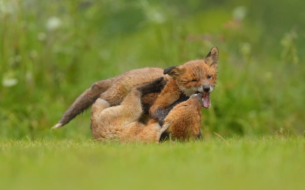 Playful Fox Pups by Assaf Gavra — canvas wall art