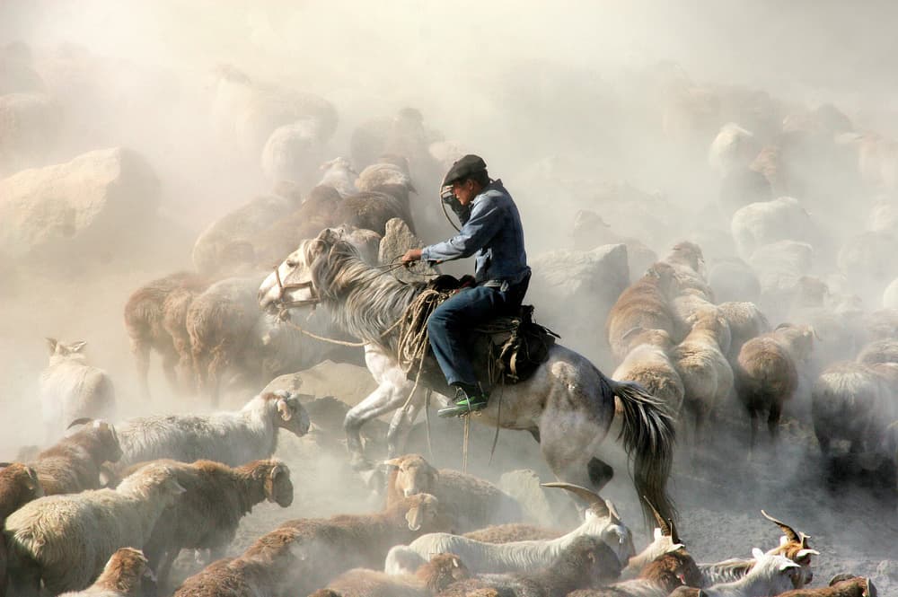 Horseman Herding Sheep by Adam Wong — canvas wall art