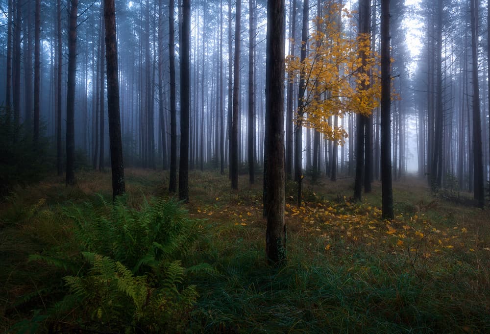 Misty Autumn Forest by Christian Lindsten — canvas wall art