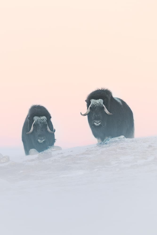Musk Oxen Winter Serenity by Roberto Marchegiani — canvas wall art