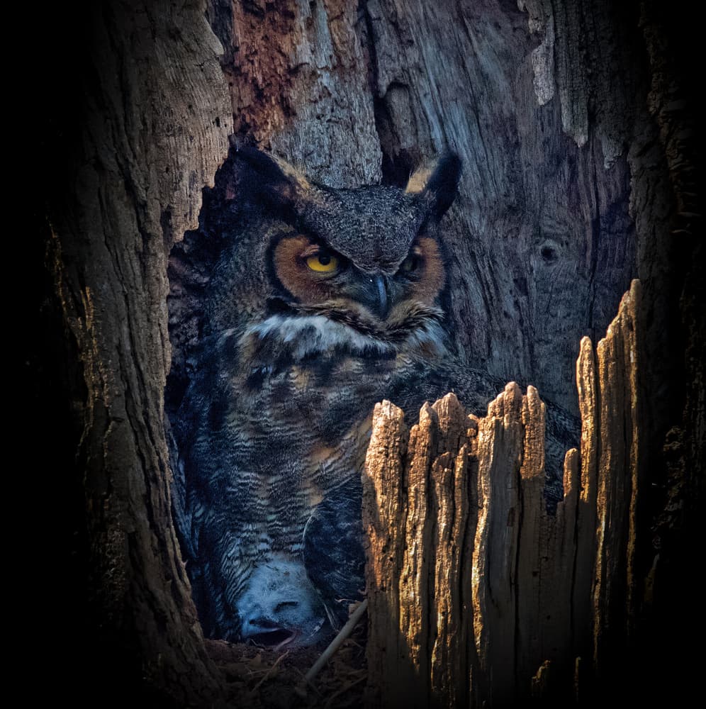 Horned Owl and Owlet by Yu Cheng — canvas wall art