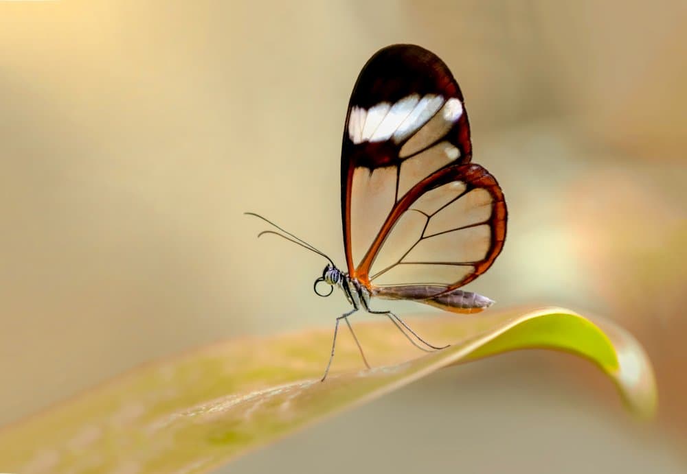 Glasswing Butterfly by Mustafa öztürk — canvas wall art