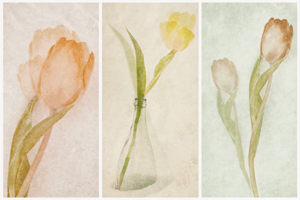 Watercolor Tulip Triptych by Gustav Davidsson — canvas wall art
