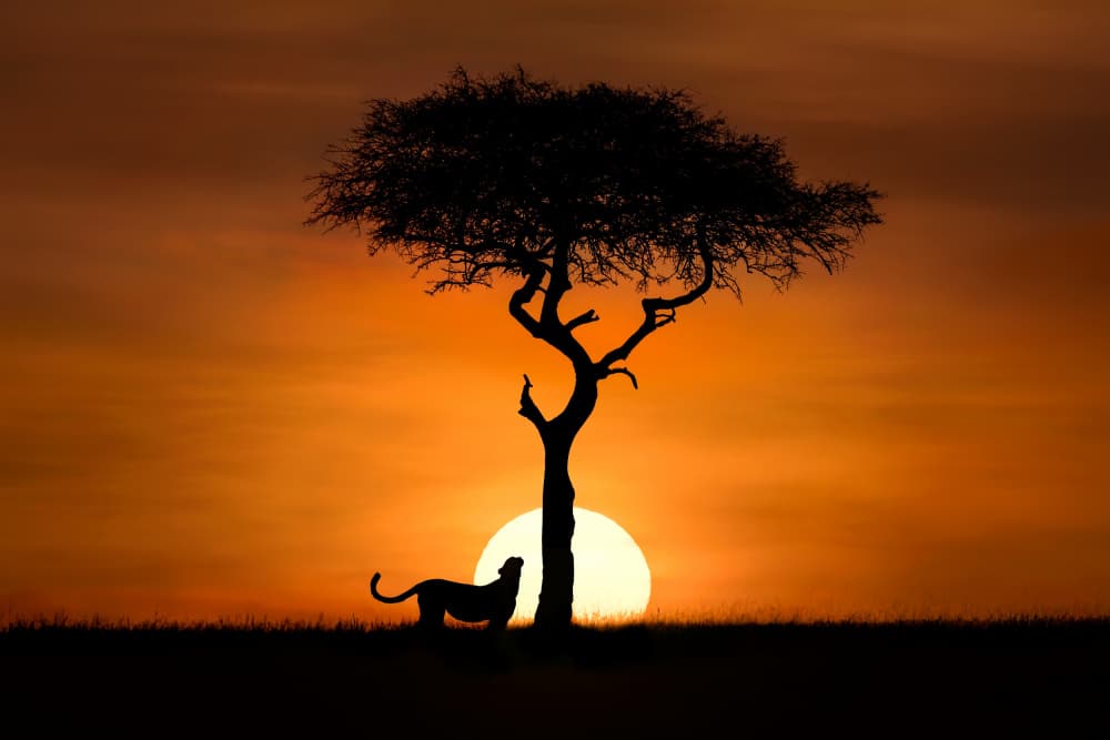 Safari Sunset Silhouette by Xavier Ortega — canvas wall art