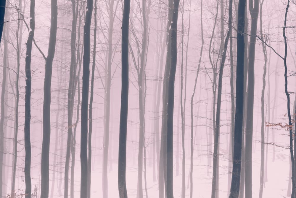 Misty Winter Forest by Bilge Paksoylu — canvas wall art
