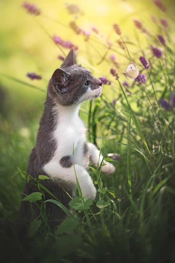 Curious Kitten Butterfly by Dejana — canvas wall art