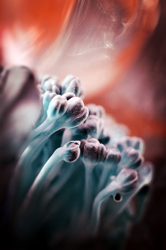 Ethereal Blue Flower Buds by ajkabajka — canvas wall art