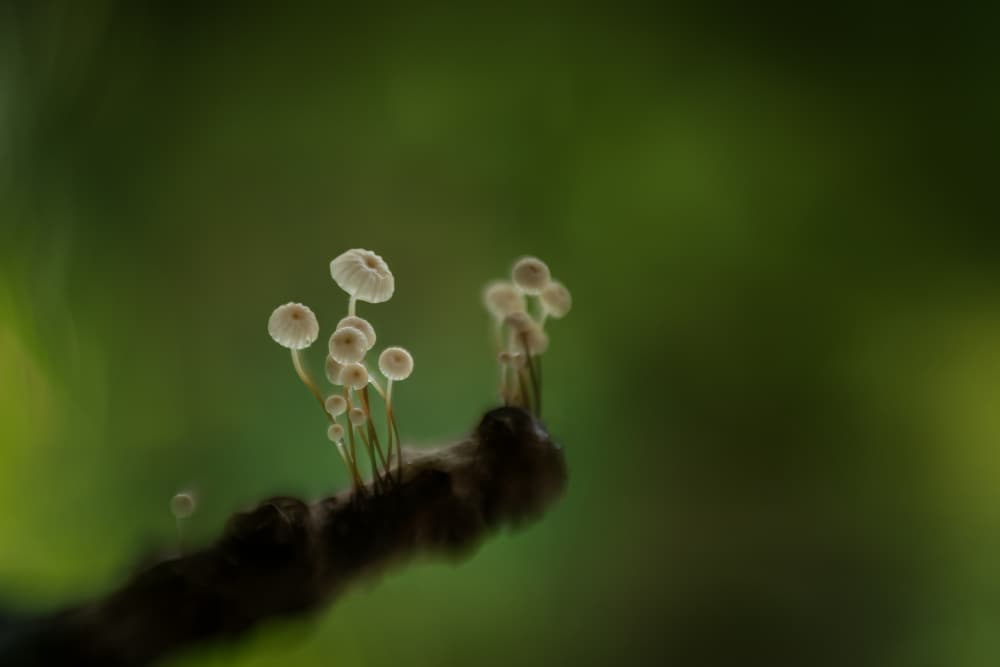 Delicate Forest Fungi by Piet Haaksma — canvas wall art