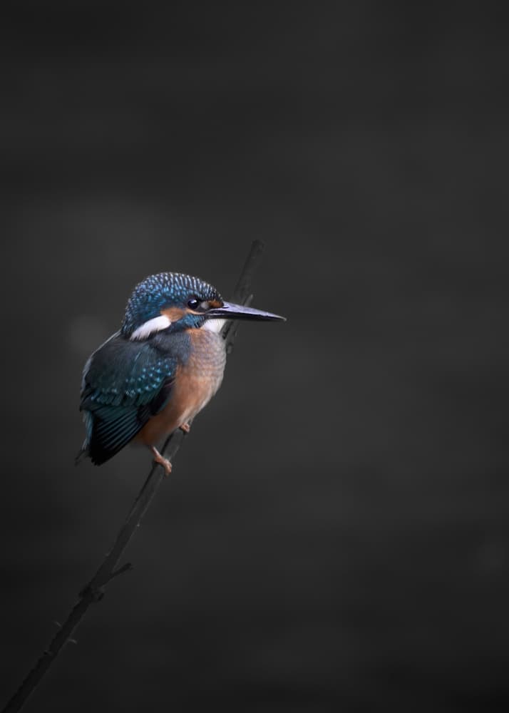 Vivid Kingfisher Perched by Kaisyakuji Yushi — canvas wall art
