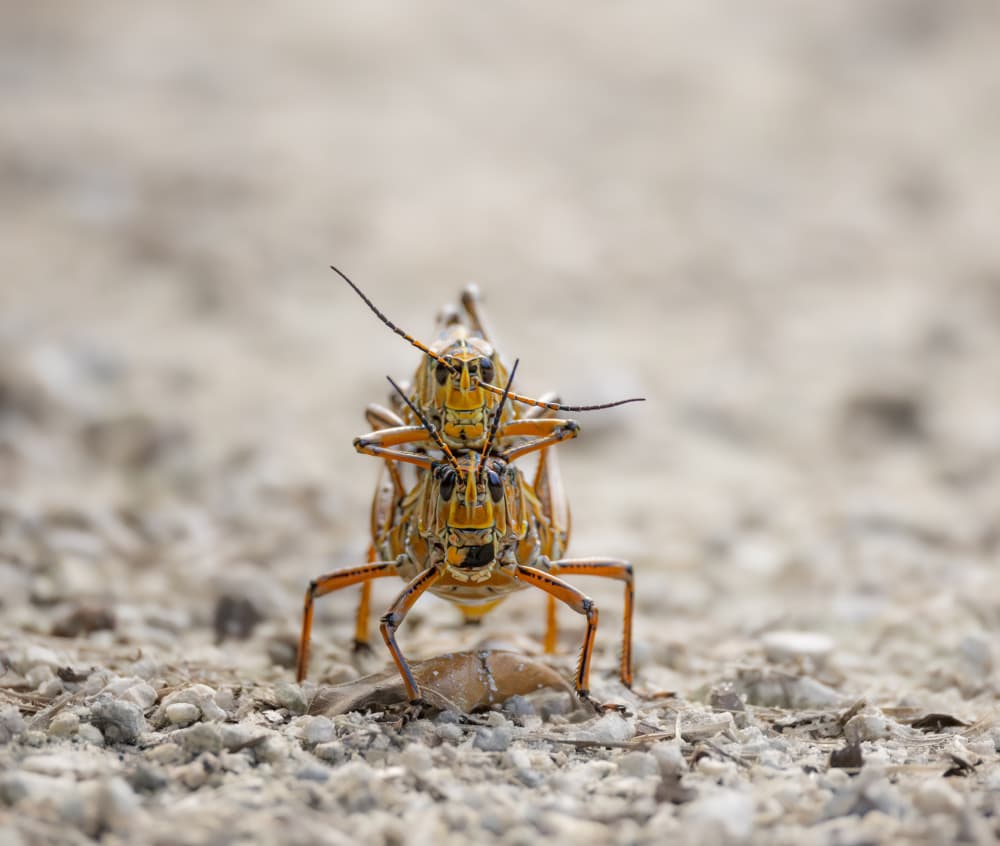 Mating Grasshoppers by Kayanti Kootz — canvas wall art