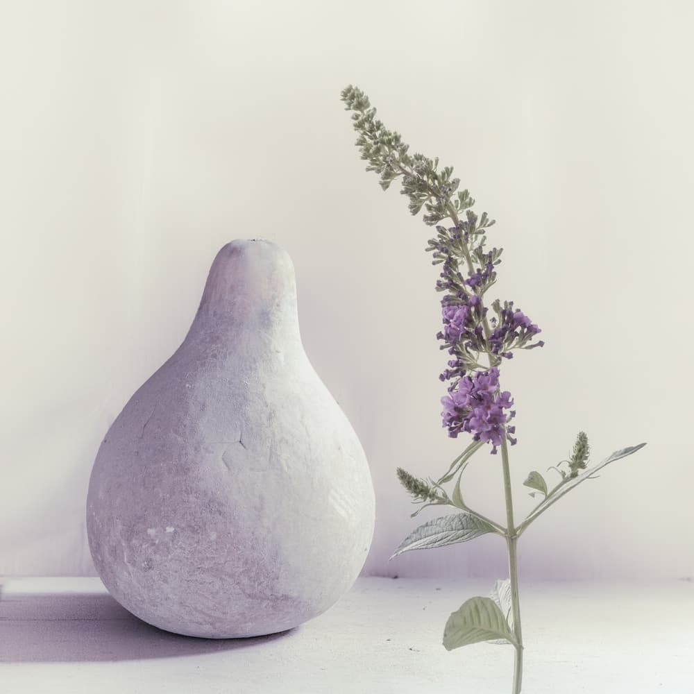 Lavender Gourd Still Life by Piet Flour — canvas wall art