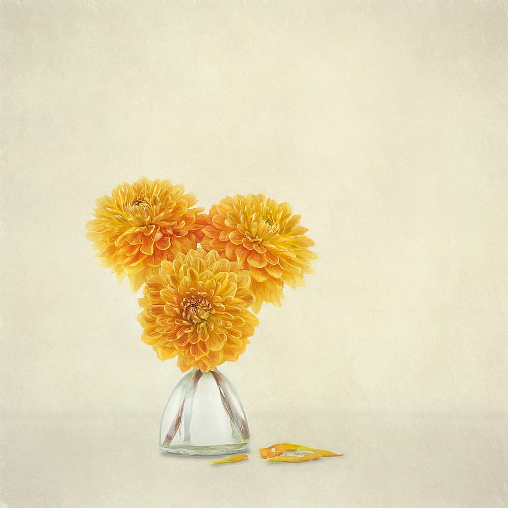 Golden Autumn Dahlias by Gaille Gray — canvas wall art