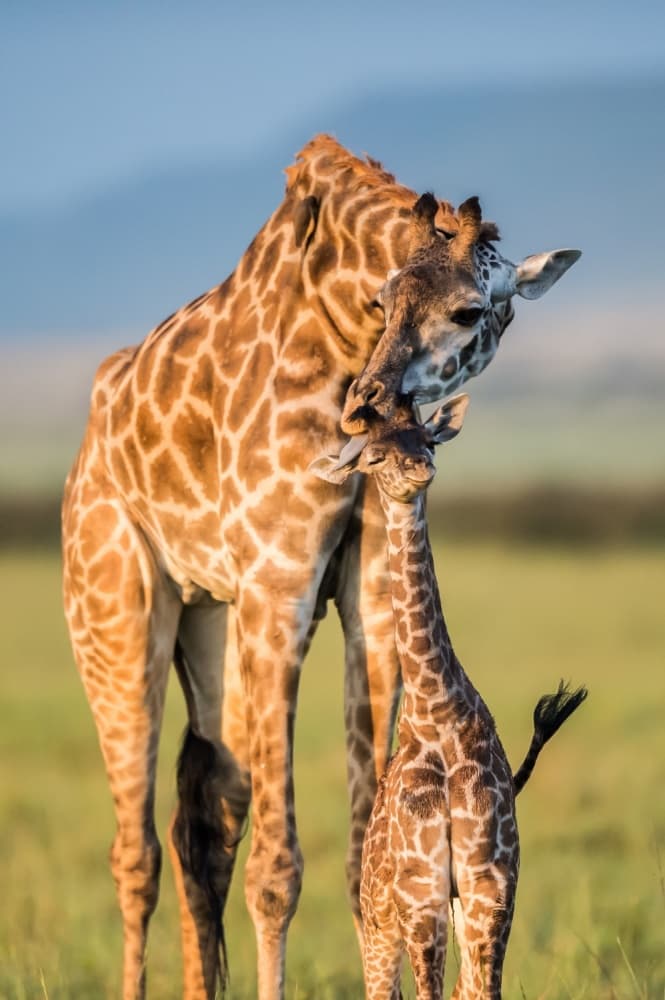 Tender Giraffe Love by Mohammed Alnaser — canvas wall art