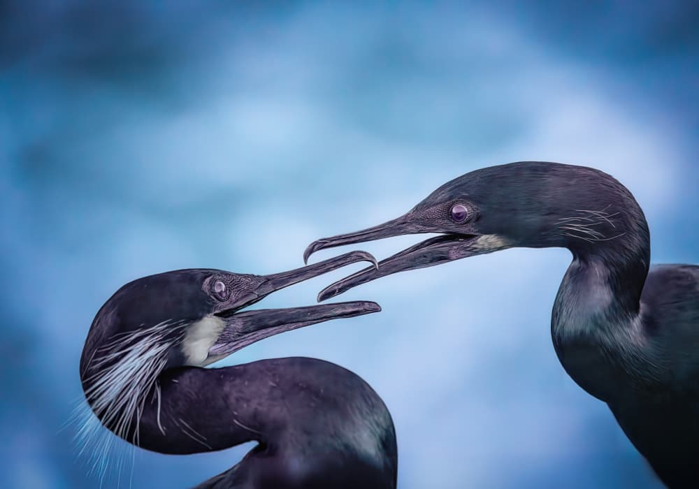 Cormorant Courtship Display by Barbara Fletcher — canvas wall art