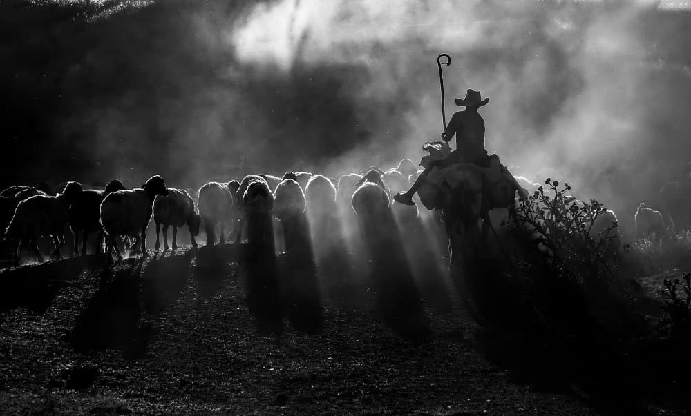 Shepherd's Dusty Flock by Ummu Nisan Kandilcioglu — canvas wall art