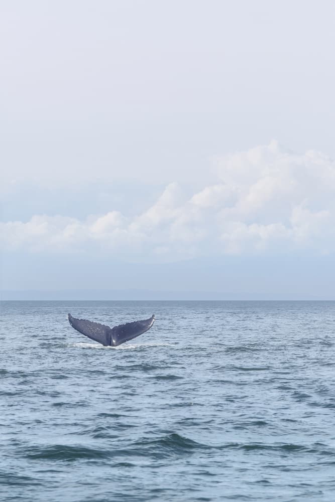 Majestic Whale Tail by Lynann Colligan — canvas wall art