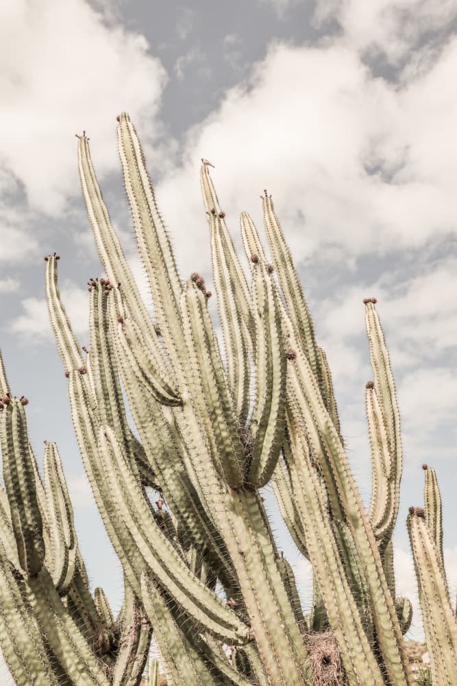 Desert Sentinels by Shot by Clint — canvas wall art