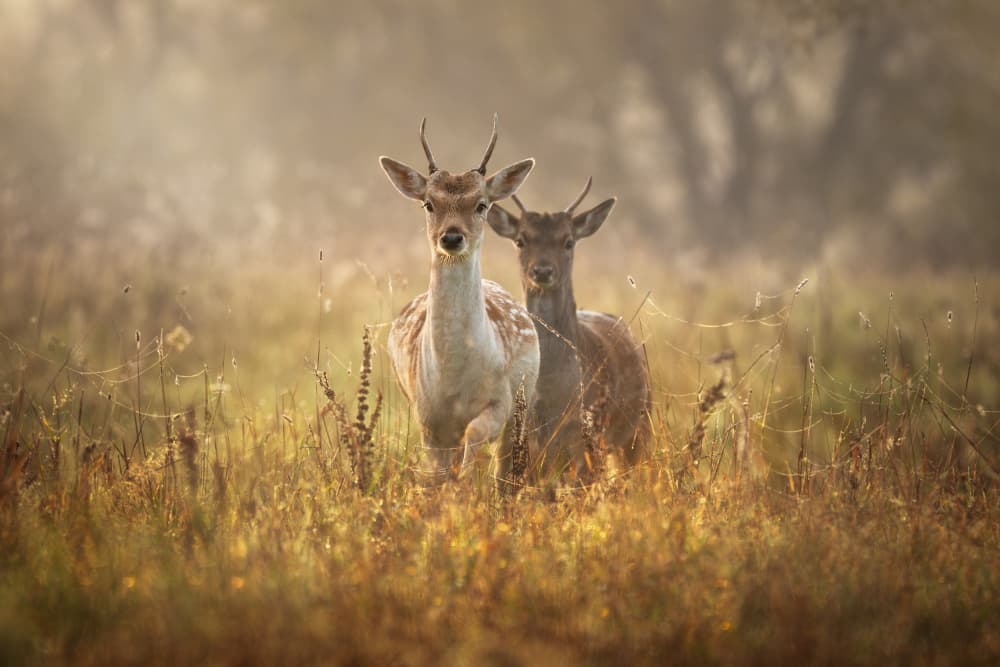 Misty Morning Deer by Olga Rudchenko — canvas wall art