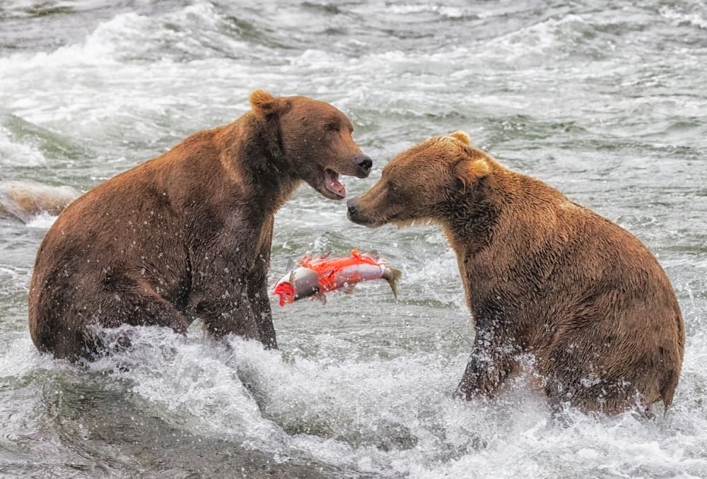 Salmon Fishing Bears by Hongyu Chen — canvas wall art