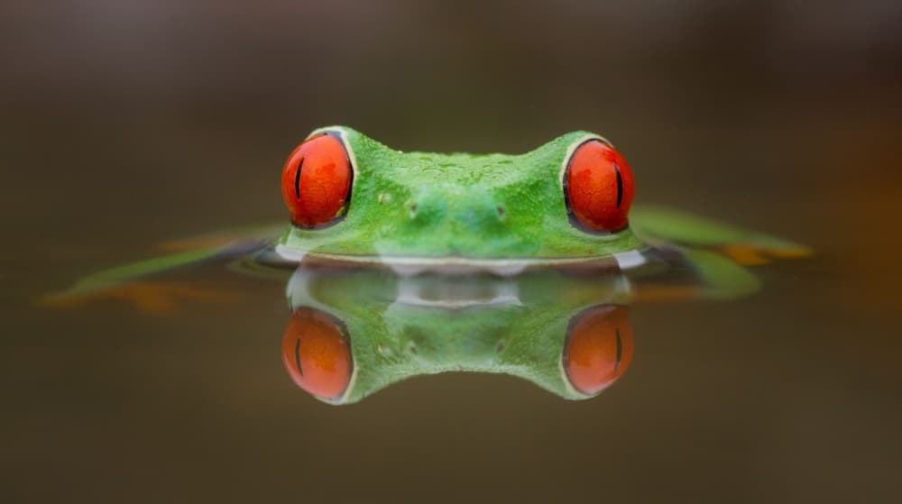 Red-Eyed Frog Reflection by Kutub Uddin — canvas wall art